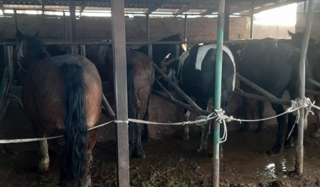 АЛМАТЫ ОБЛЫСЫНЫҢ ПОЛИЦЕЙЛЕРІ АСА ІРІ КӨЛЕМДЕГІ МАЛ ҰРЛЫҒЫН АШТЫ