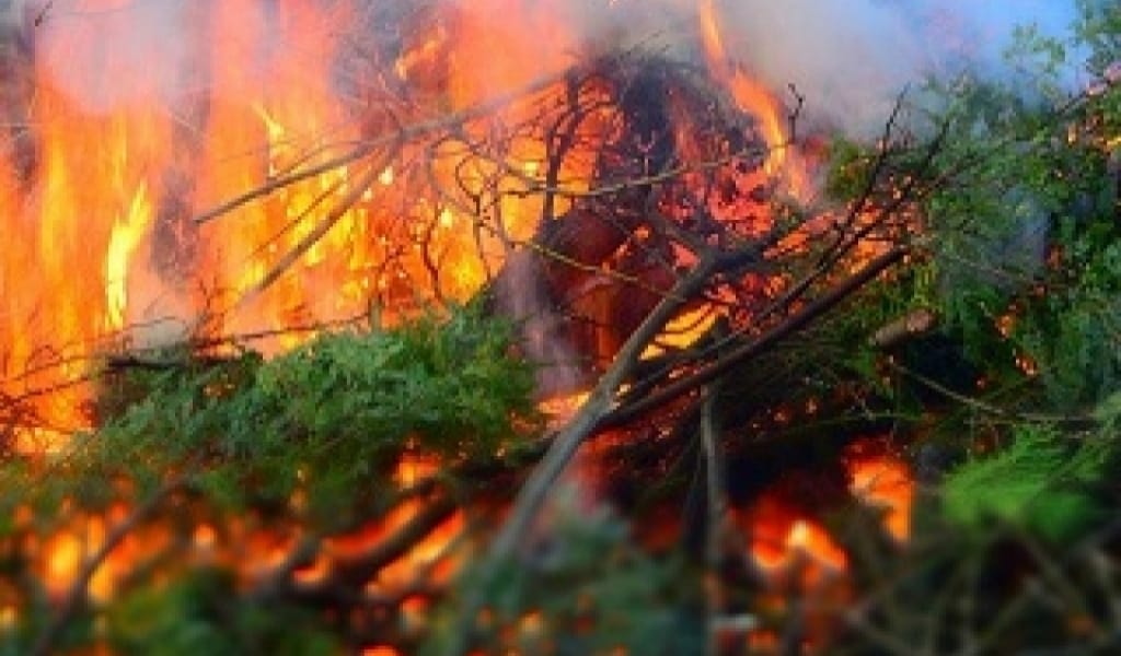 АЛМАТЫ ОБЛЫСЫНДА ӨРТ ОҚИҒАЛАРЫ 13 ПАЙЫЗҒА ДЕЙІН АЗАЙДЫ