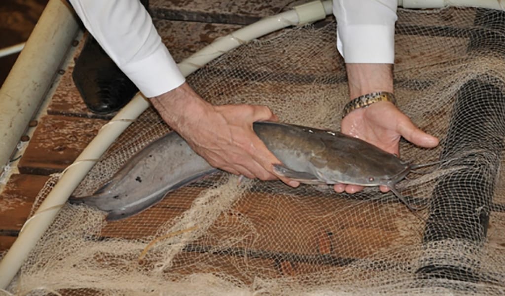 ҚАПШАҒАЙ БАЛЫҒЫНА СҰРАНЫС ЖОҒАРЫ