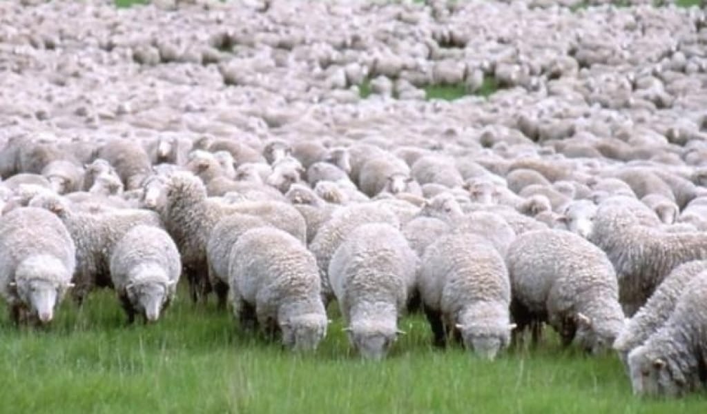 "БЕСКЕ БӨЛДІК": АЛМАТЫ ОБЛЫСЫНДА ҚОЙ БАҒУДЫҢ ЖАҢА ӘДІСІ ТАНЫСТЫРЫЛДЫ