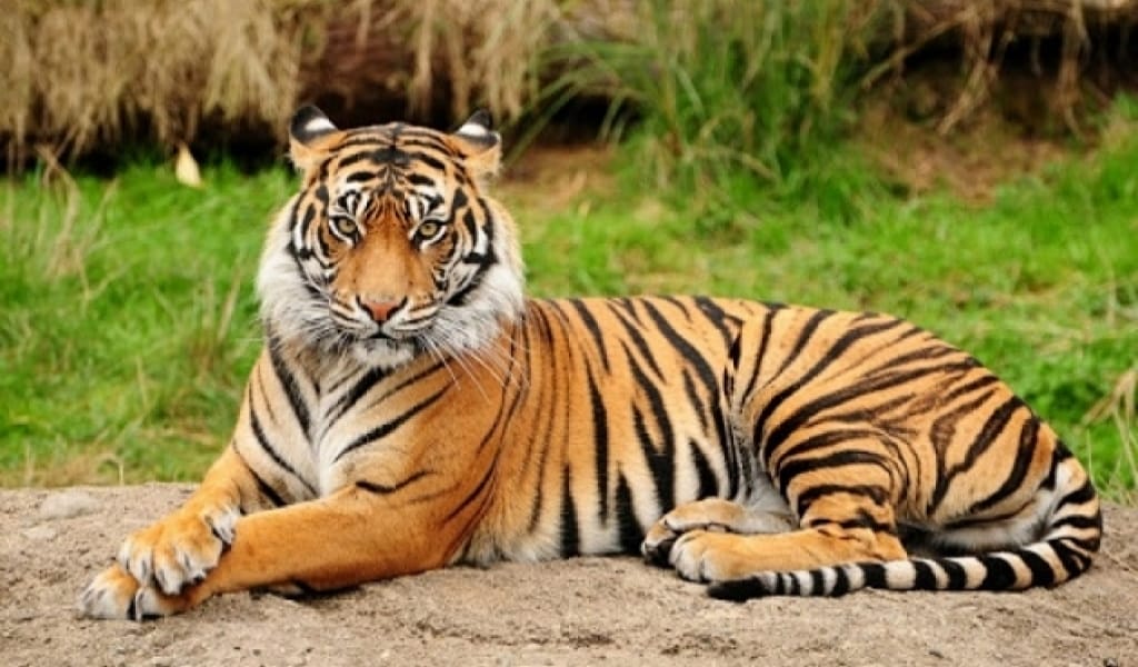 ІЛЕ МЕН БАЛҚАШ МАҢАЙЫНА ЖҮЗДЕГЕН ТҰРАН ЖОЛБАРЫСЫ ЖІБЕРІЛЕДІ