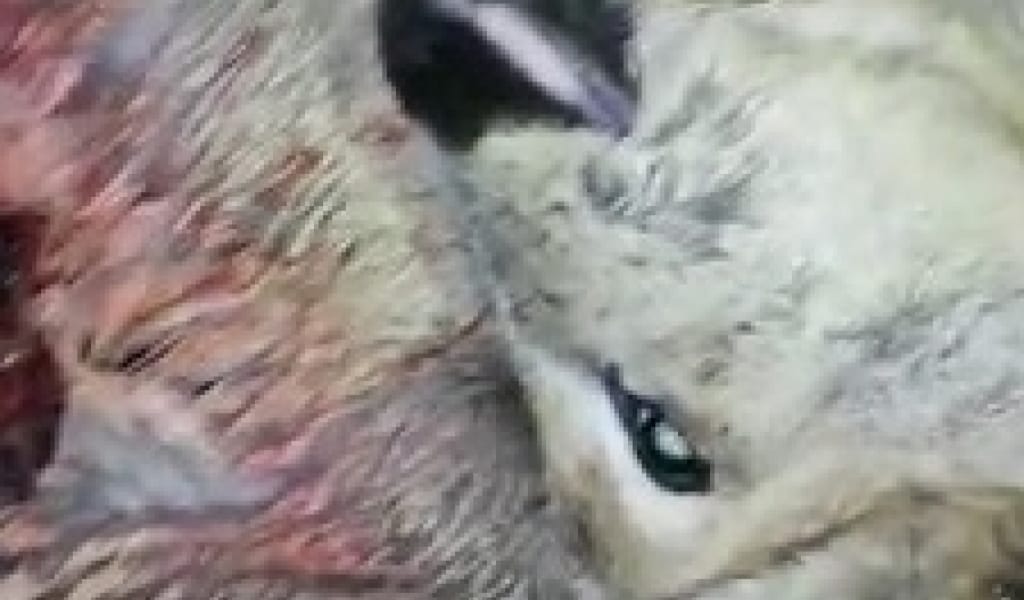 ТҮРГЕН ШАТҚАЛЫНДА ЗАҢСЫЗ ЕЛІК АТҚАН ҚАРАҚШЫЛАР ҚОЛҒА ТҮСТІ