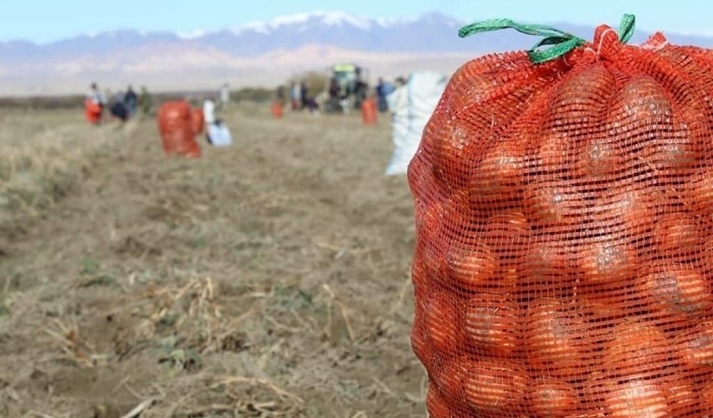 БИЫЛ АЛМАТЫ ОБЛЫСЫНДА 800 МЫҢ ТОННАҒА ЖУЫҚ КАРТОП ЖИНАЛДЫ