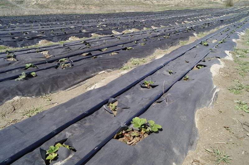 Жетігеннің құлпынайы