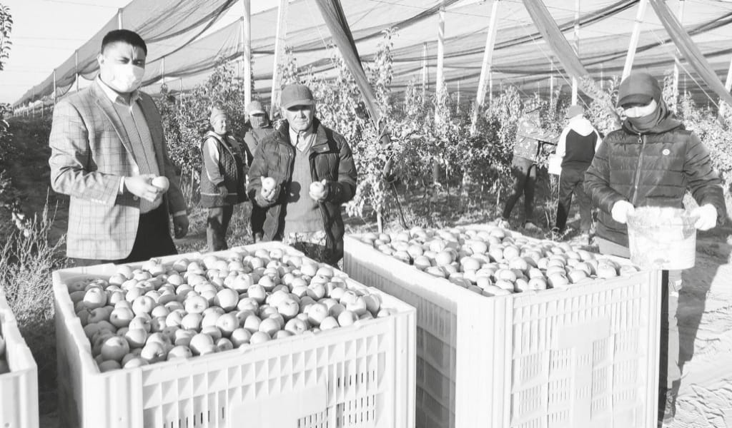 ЖЕМІС-ЖИДЕК ЖИНАЛДЫ