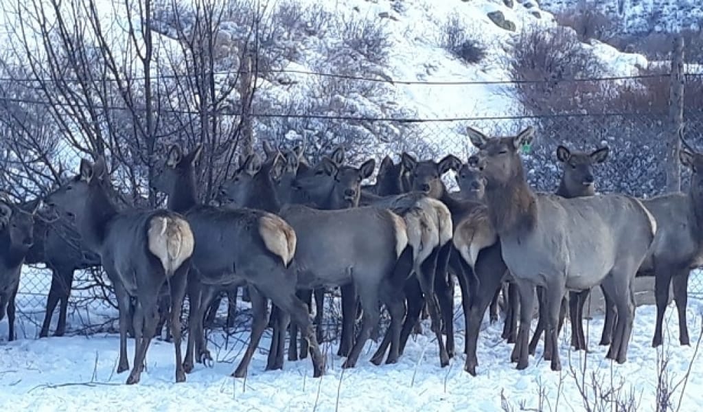 АҚСУ АУДАНЫНДА ТҰРАТЫН КӘСІПКЕР МАРАЛ ӨСІРУДІ ҚОЛҒА АЛДЫ