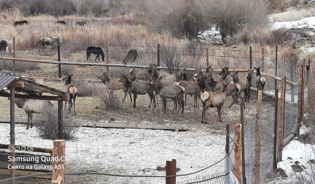 МАРАЛ ШАРУАШЫЛЫҒЫН АШҚАН КӘСІПКЕР МЕМЛЕКЕТТЕН СУБСИДИЯ СҰРАП ОТЫР