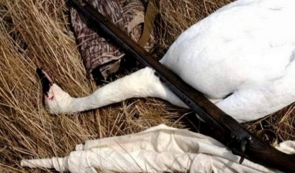 АҚҚУДЫҢ КИЕСІ СОҚҚАН АҢШЫ: БҰЛ ӘҢГІМЕ БОЛҒАН ОҚИҒА ІЗІМЕН ЖАЗЫЛҒАН