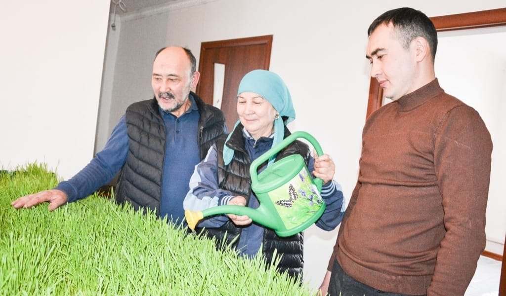 МІНЕ, ҚЫЗЫҚ! КЕГЕНДІК КӘСІПКЕР ТОПЫРАҚСЫЗ АРПА ӨСІРУДІ ҚОЛҒА АЛДЫ