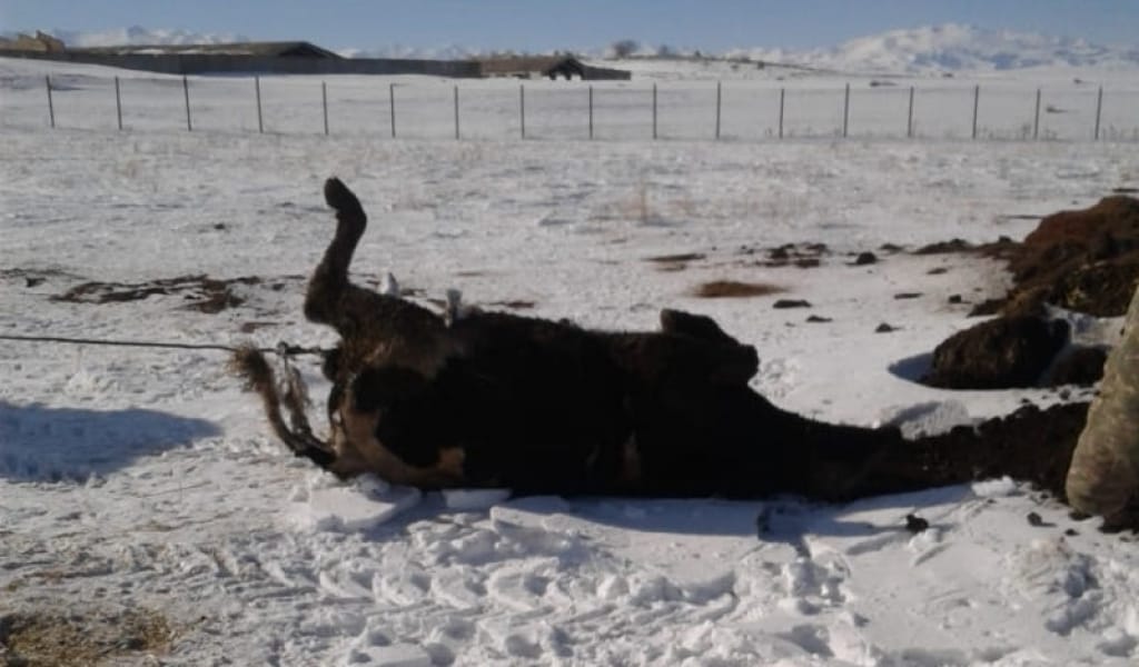 КЕГЕНДЕ МАЛ ҚЫРЫЛЫП, ТҰРҒЫНДАР ҚОЖАЛЫҚ КЕТСІН ДЕГЕН ТАЛАП ҚОЙДЫ